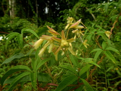Distimake macrocalyx