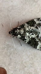 Manduca rustica