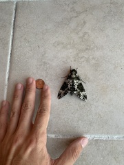 Manduca rustica