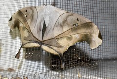 Dysdaemonia australoboreas