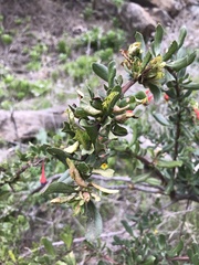 Escallonia illinita