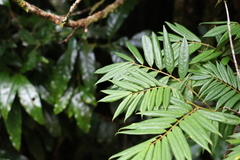 Austrosteenisia glabristyla