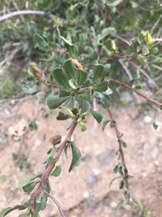 Escallonia illinita