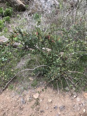 Escallonia illinita
