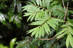 Austrosteenisia glabristyla