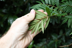 Austrosteenisia glabristyla