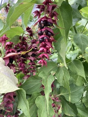 Leycesteria