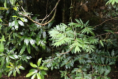 Austrosteenisia glabristyla