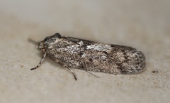 Philobota baryptera