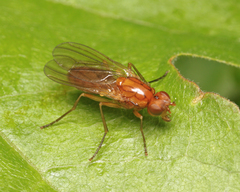 Psila merdaria