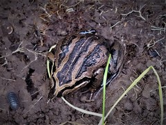 Limnodynastes peronii