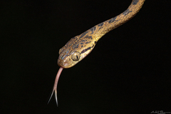 Boiga