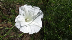 Ipomoea ancisa