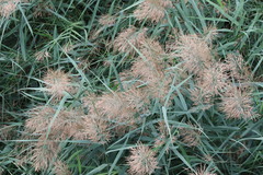 Phragmites australis
