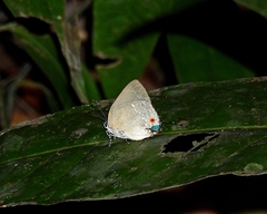 Strephonota parvipuncta