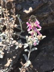 Stachys albicaulis