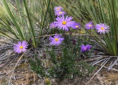 Olearia ciliata