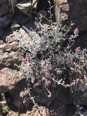 Stachys albicaulis