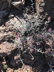 Stachys albicaulis