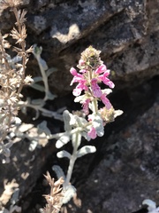 Stachys albicaulis