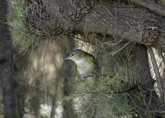 Vireo flavoviridis