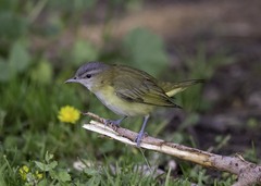 Vireo flavoviridis