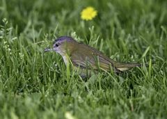 Vireo flavoviridis