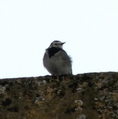 Motacilla alba