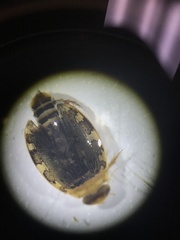 Laccophilus maculosus