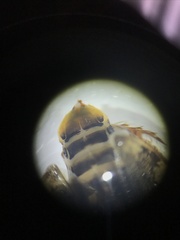 Laccophilus maculosus