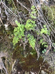 Adiantum excisum