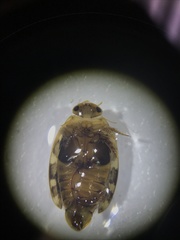 Laccophilus maculosus