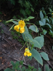 Impatiens pallida