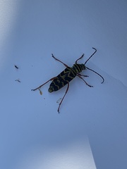 Megacyllene robiniae