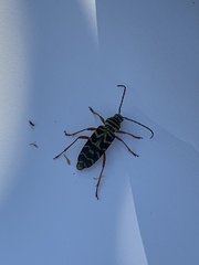 Megacyllene robiniae