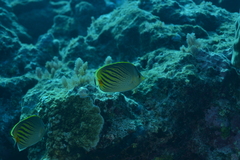 Chaetodon pelewensis