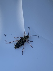 Megacyllene robiniae