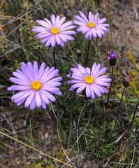 Olearia ciliata