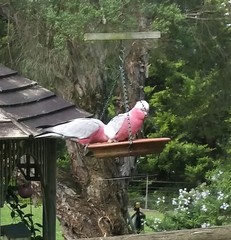 Eolophus roseicapilla