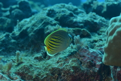Chaetodon pelewensis