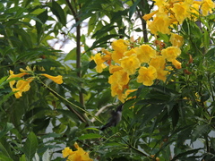 Archilochus colubris