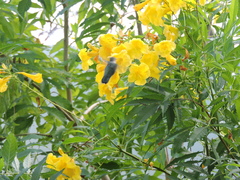 Archilochus colubris