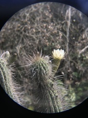 Trichocereus chiloensis chiloensis