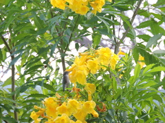 Archilochus colubris