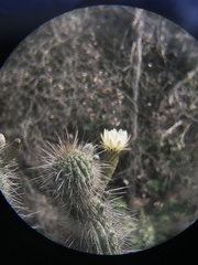Trichocereus chiloensis chiloensis
