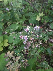 Symphyotrichum
