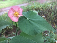 Abutilon hulseanum