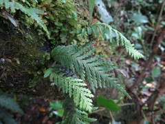 Notogrammitis heterophylla