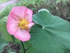 Abutilon hulseanum