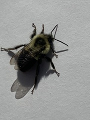 Bombus impatiens